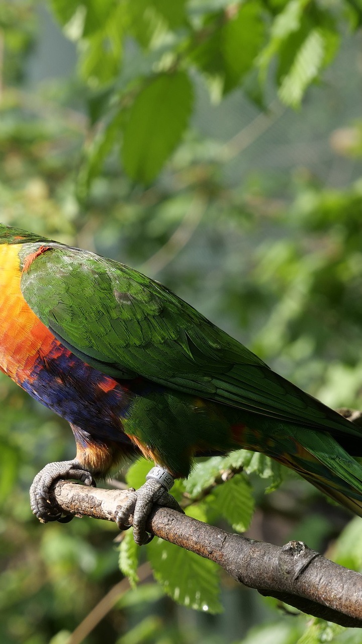 Обои Радужный лорикет, длиннохвостый попугай, клюв, птица, попугай в разрешении 720x1280