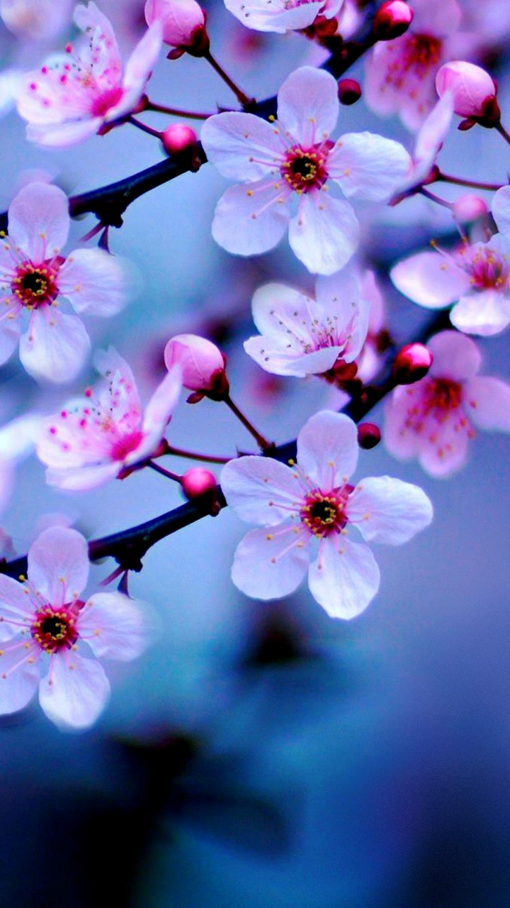 Обои цветение вишни, расцвет, цветок, розовый, лепесток в разрешении 720x1280