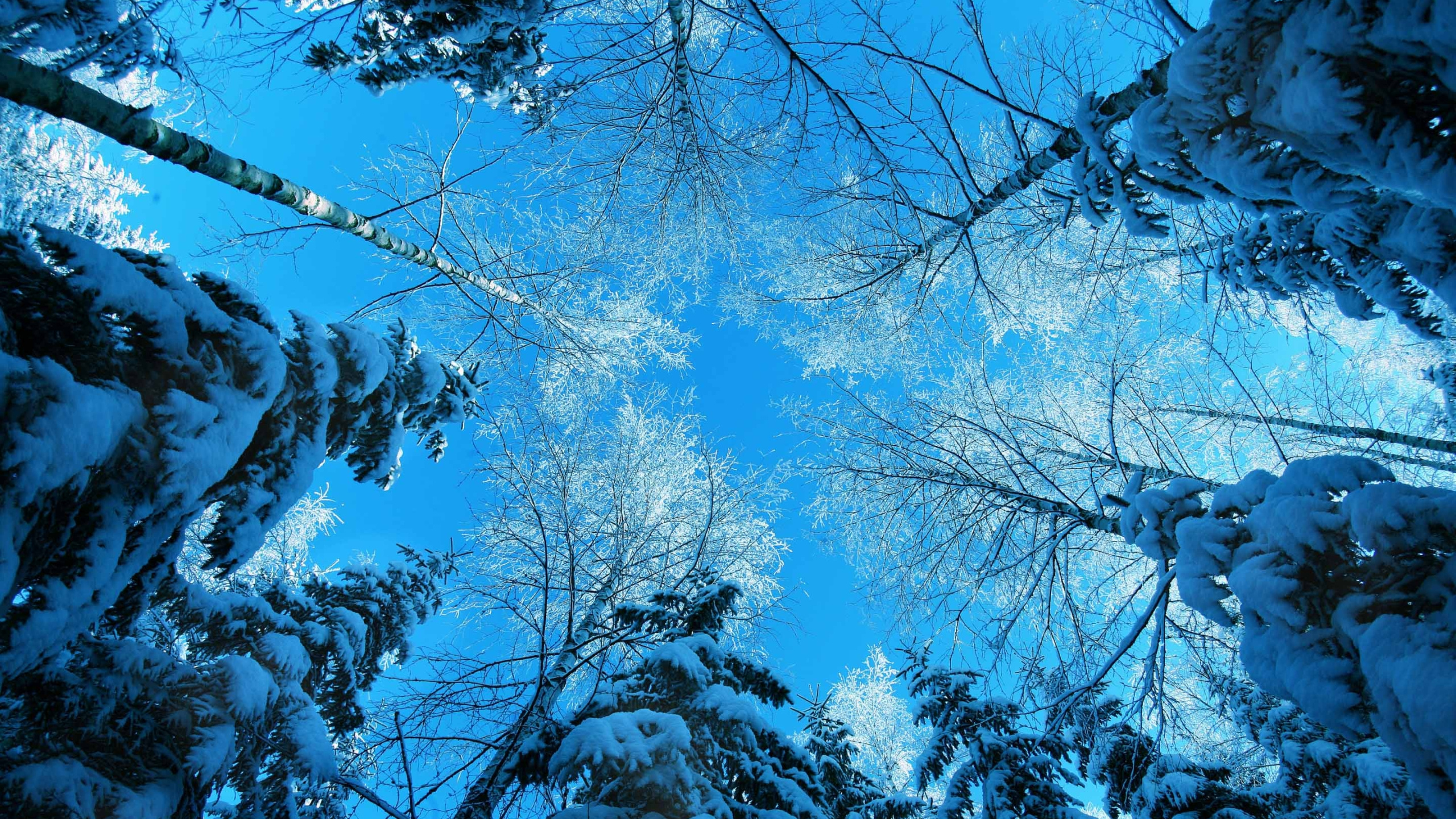 Обои синий, дерево, природа, ветвь, лес в разрешении 2560x1440