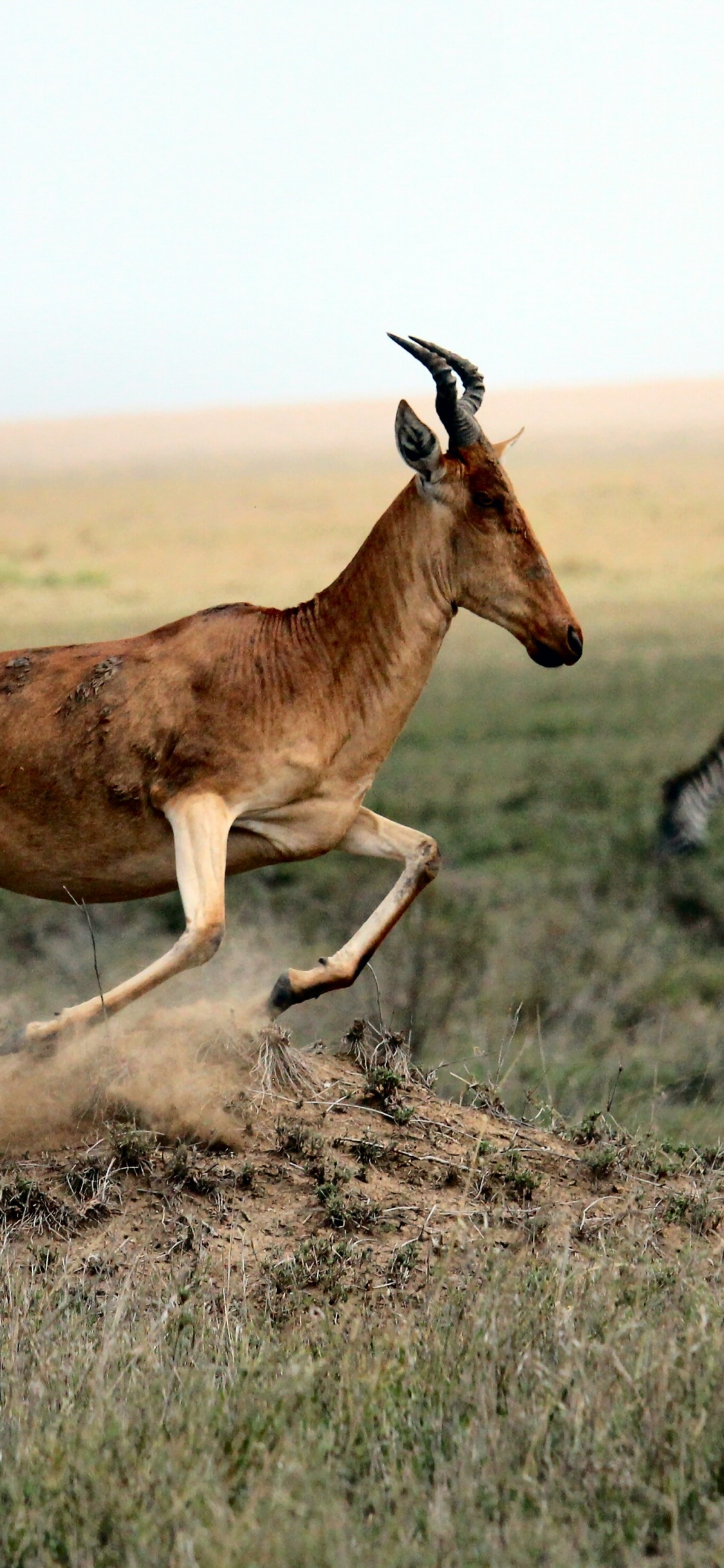 Обои животные в саванне, антилопа, импала, американский лось, живая природа в разрешении 1125x2436