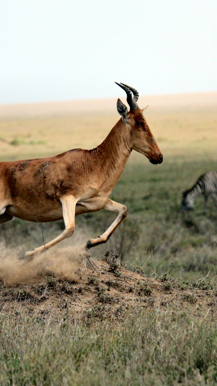 Обои животные в саванне, антилопа, импала, американский лось, живая природа в разрешении 750x1334