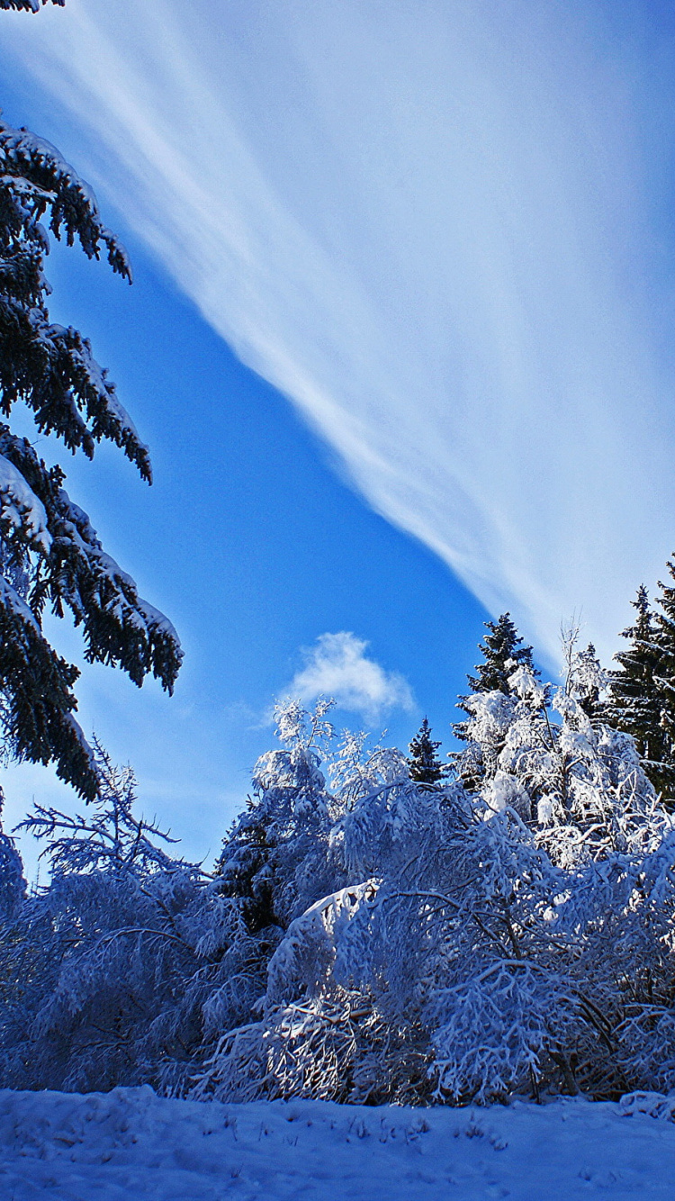 Обои дерево, снег, зима, синий, природа в разрешении 750x1334