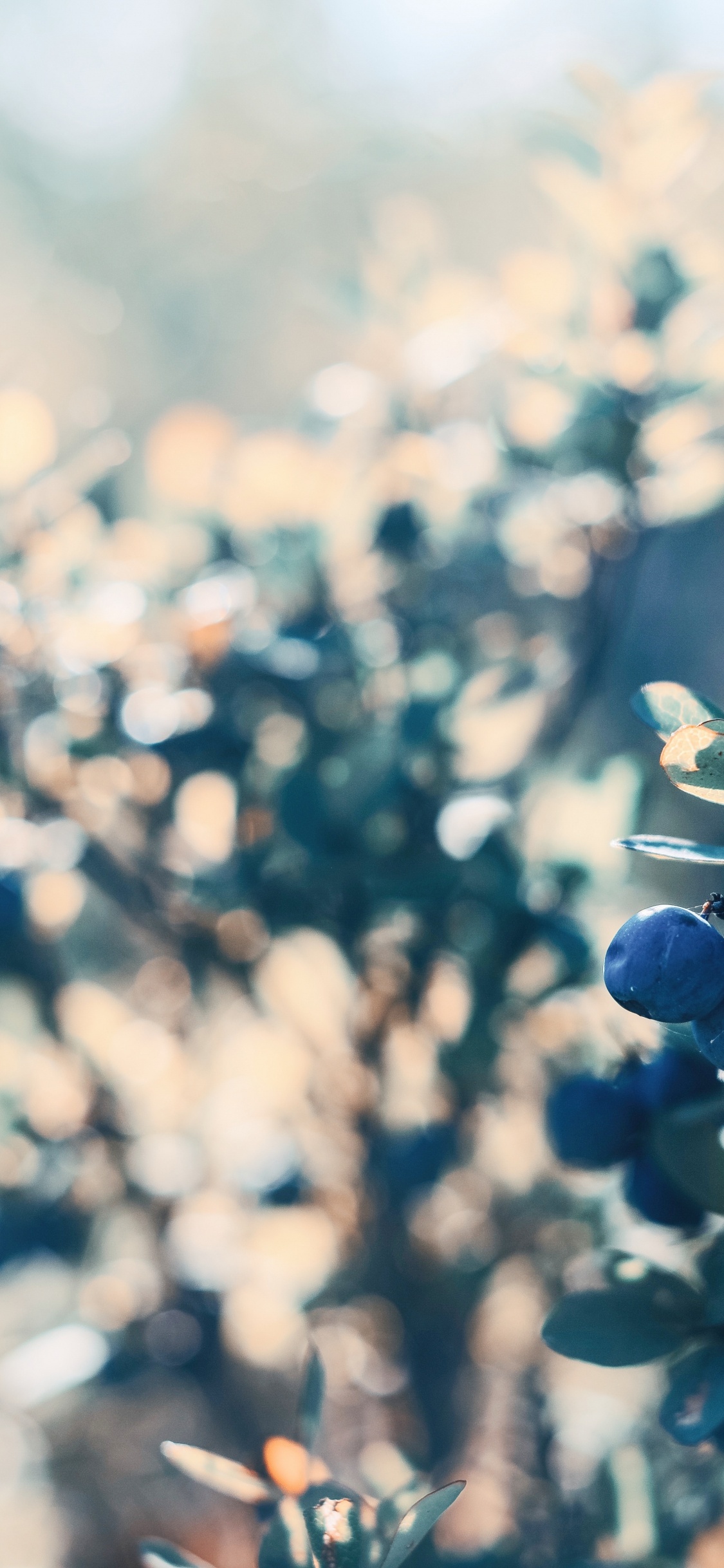 Обои лист, полевой цветок, крупный план, синий, солнечный свет в разрешении 1125x2436