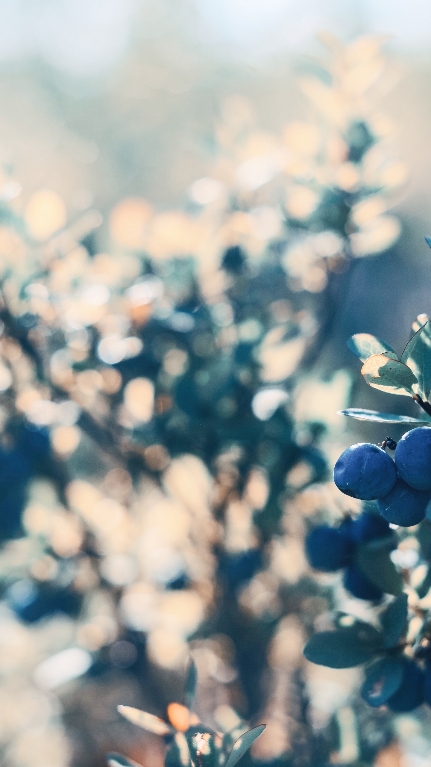 Обои лист, полевой цветок, крупный план, синий, солнечный свет в разрешении 1440x2560