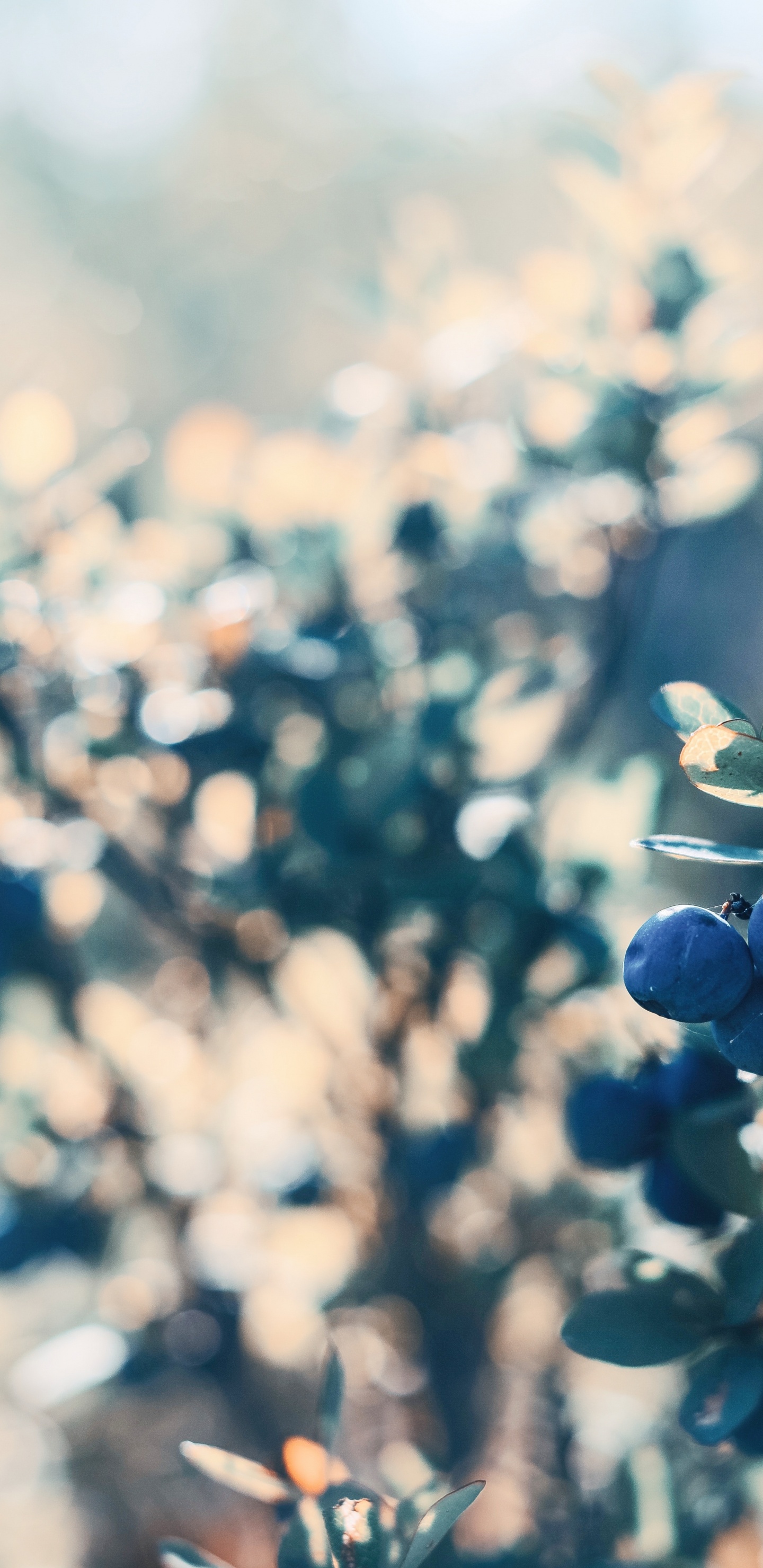 Обои лист, полевой цветок, крупный план, синий, солнечный свет в разрешении 1440x2960