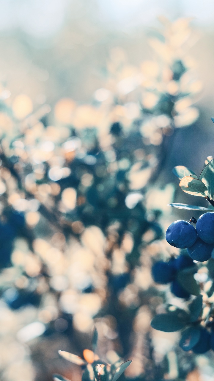 Обои лист, полевой цветок, крупный план, синий, солнечный свет в разрешении 720x1280