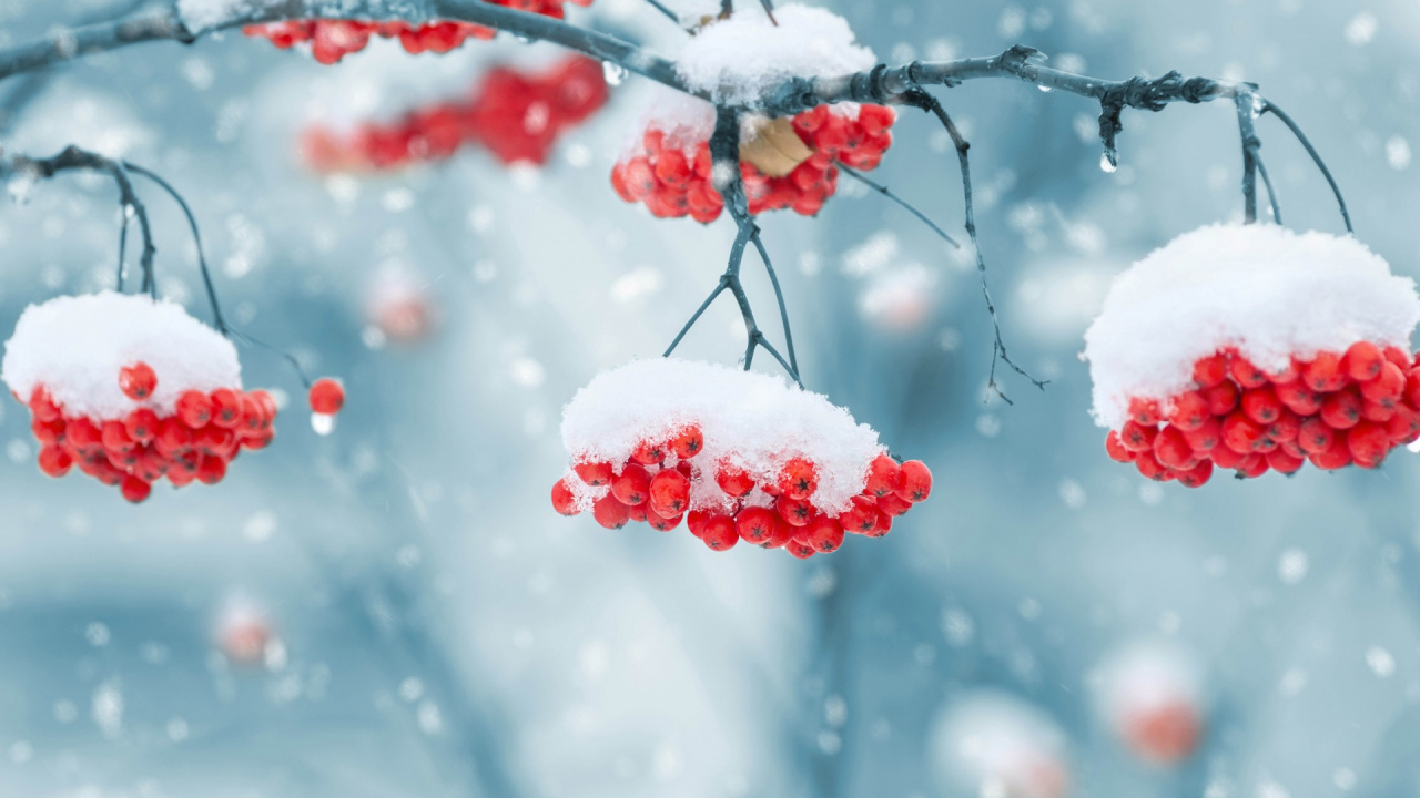 Обои зима, снег, замораживание, рябина, ветвь в разрешении 1280x720