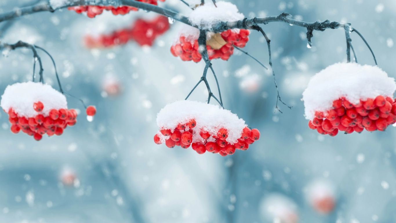 Обои зима, снег, замораживание, рябина, ветвь в разрешении 1366x768