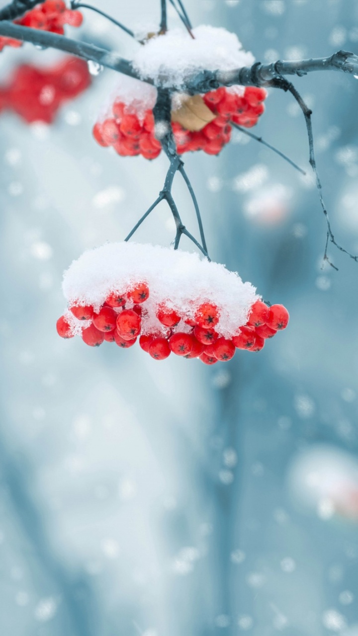 Обои зима, снег, замораживание, рябина, ветвь в разрешении 720x1280