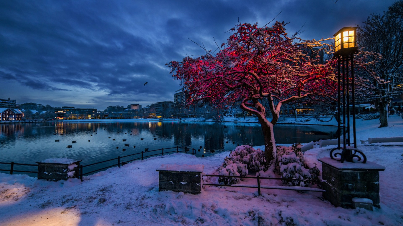 Обои снег, зима, природа, дерево, вода в разрешении 1366x768