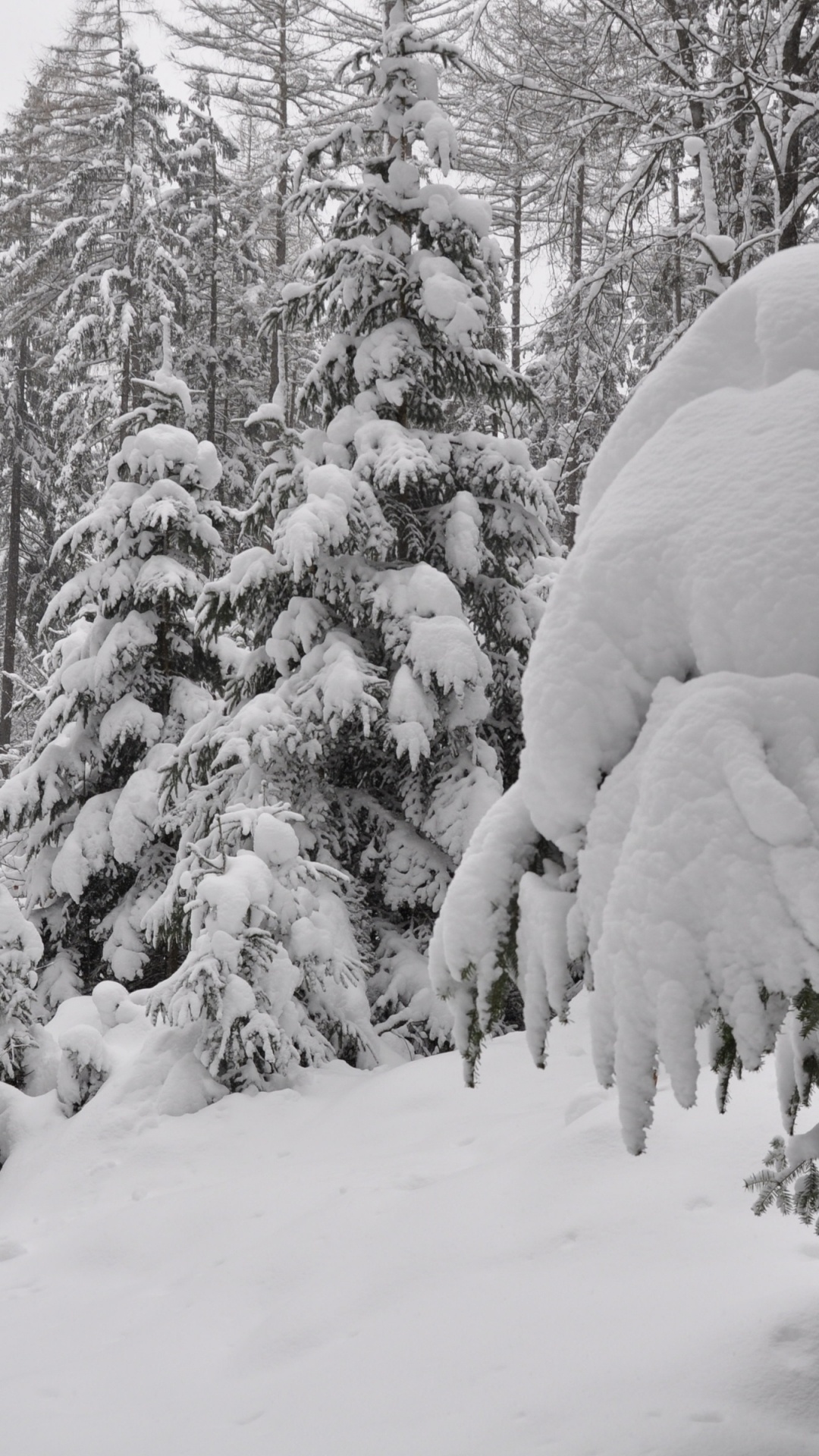 Обои дерево, снег, зима, замораживание, мороз в разрешении 1080x1920