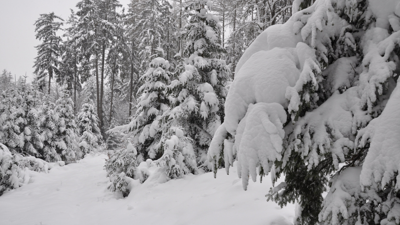 Обои дерево, снег, зима, замораживание, мороз в разрешении 1366x768