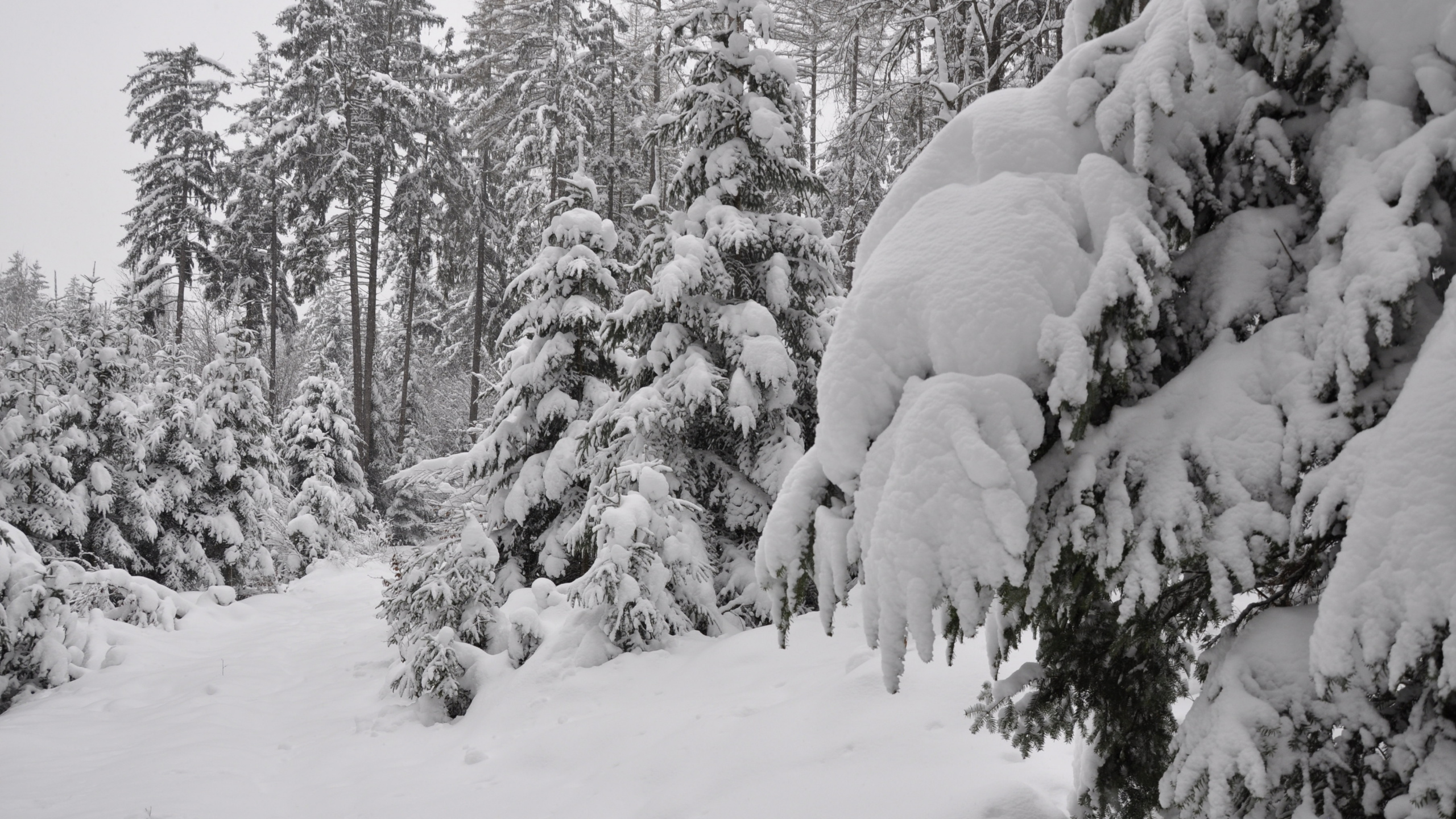 Обои дерево, снег, зима, замораживание, мороз в разрешении 2560x1440