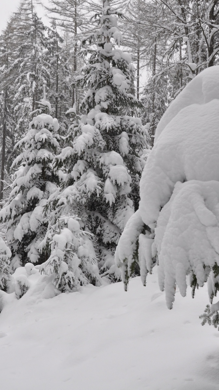Обои дерево, снег, зима, замораживание, мороз в разрешении 720x1280