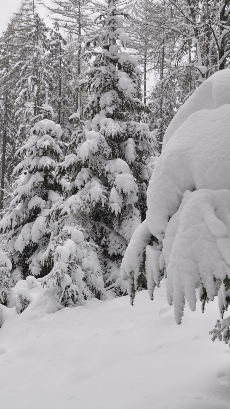 Обои дерево, снег, зима, замораживание, мороз в разрешении 750x1334