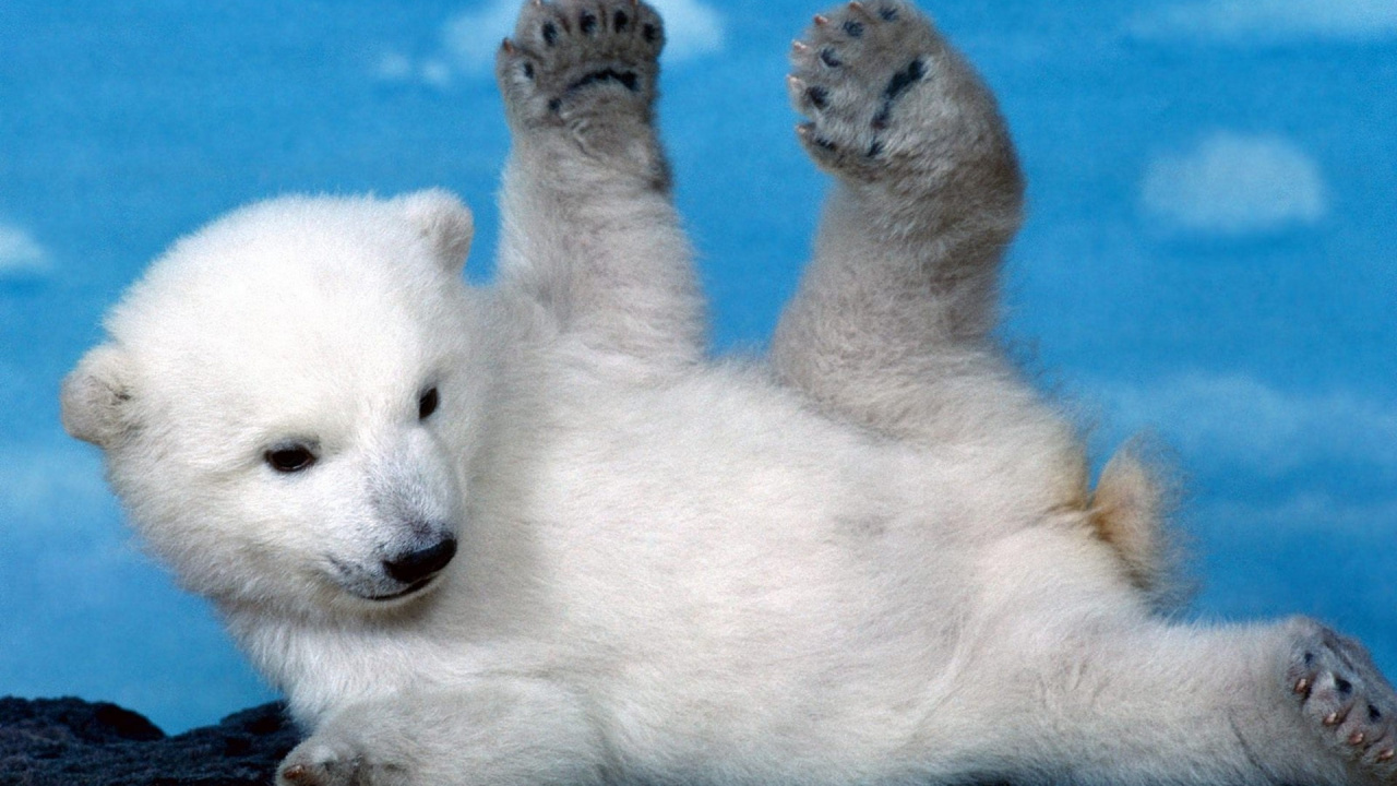 Обои белый медведь, привлекательность, наземные животные, полярные льды, млекопитающие в разрешении 1280x720