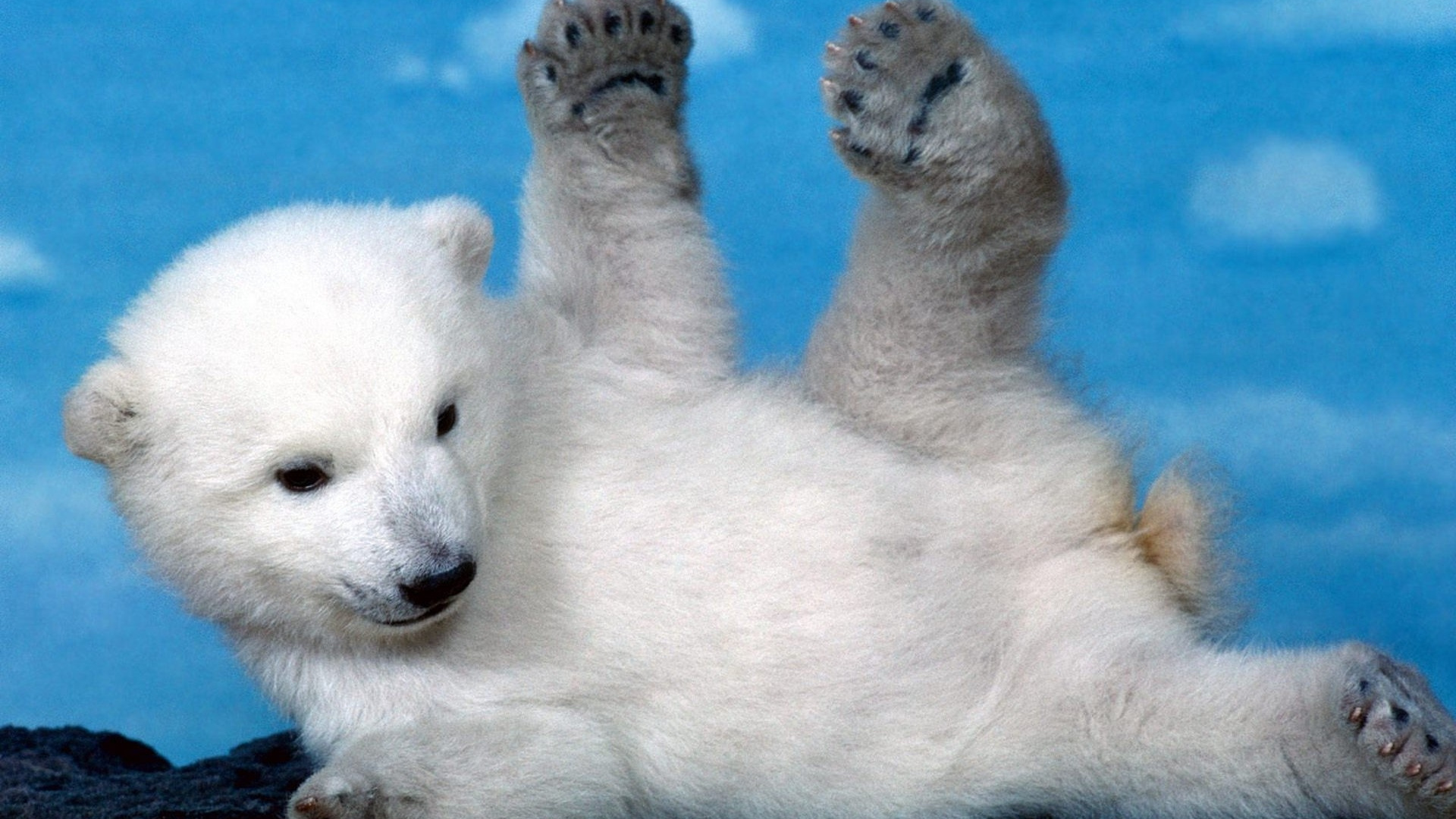 Обои белый медведь, привлекательность, наземные животные, полярные льды, млекопитающие в разрешении 1920x1080