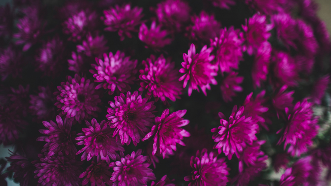 Обои растение, Фиолетовый, Лео, цветковое растение, астрологический знак в разрешении 1366x768