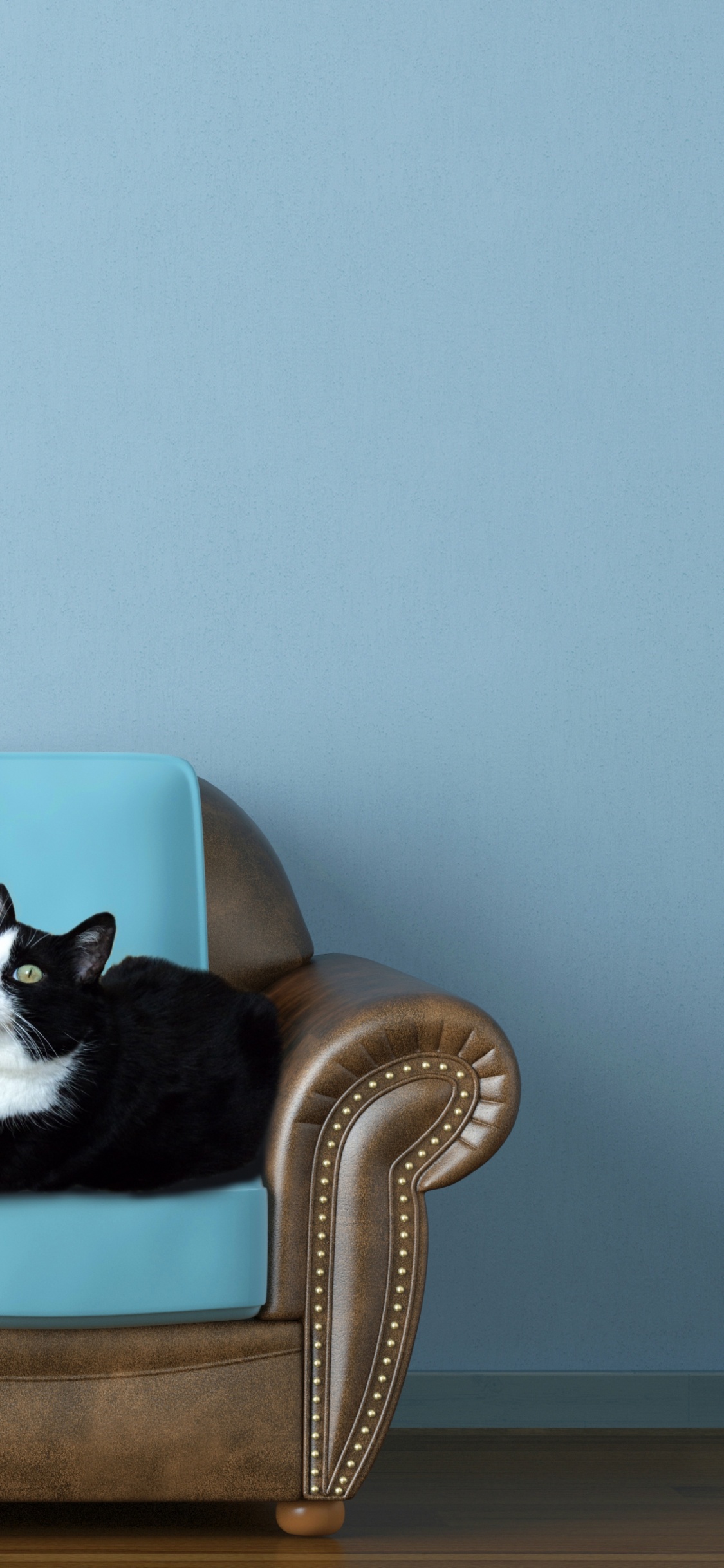 Обои стена, картинная рамка, турецкая ангора, стены, Каракал в разрешении 1125x2436