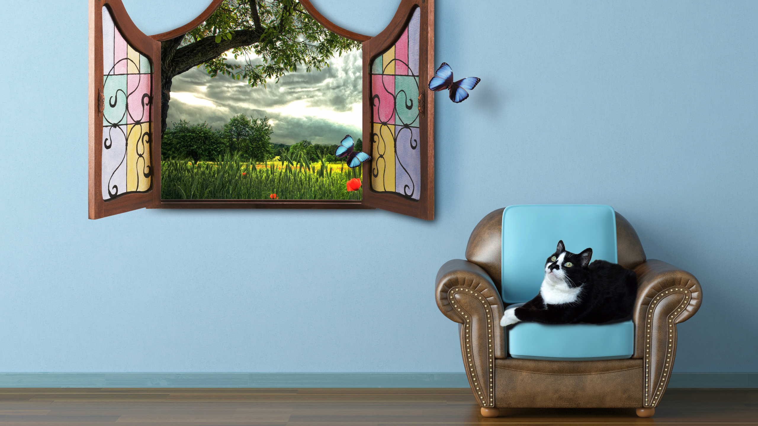 Обои стена, картинная рамка, турецкая ангора, стены, Каракал в разрешении 2560x1440