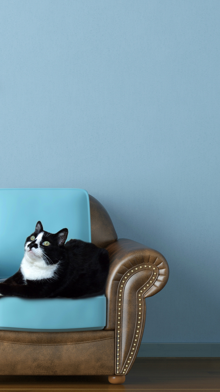 Обои стена, картинная рамка, турецкая ангора, стены, Каракал в разрешении 750x1334