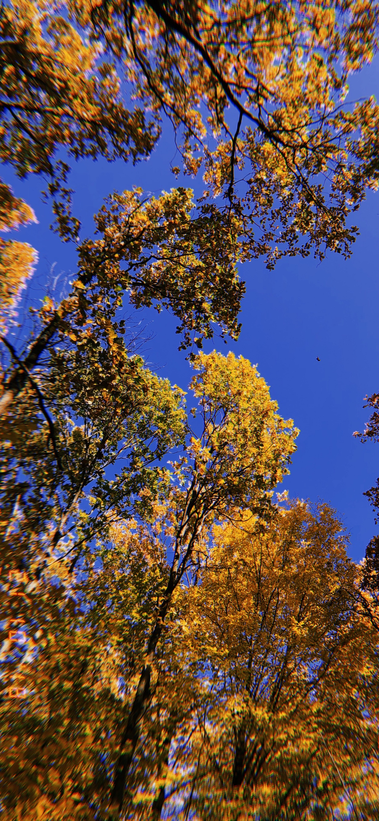 Обои ветвь, природа, желтый, прут, листопадные в разрешении 1242x2688