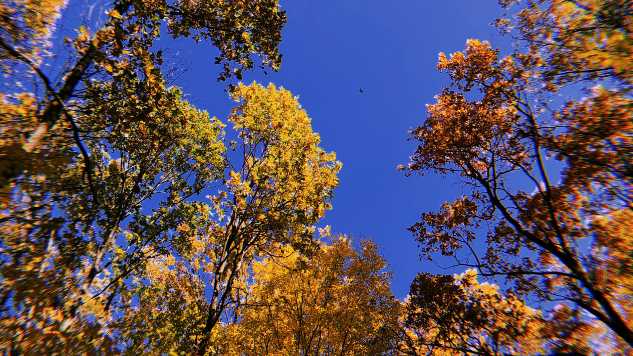 Обои ветвь, природа, желтый, прут, листопадные в разрешении 1280x720