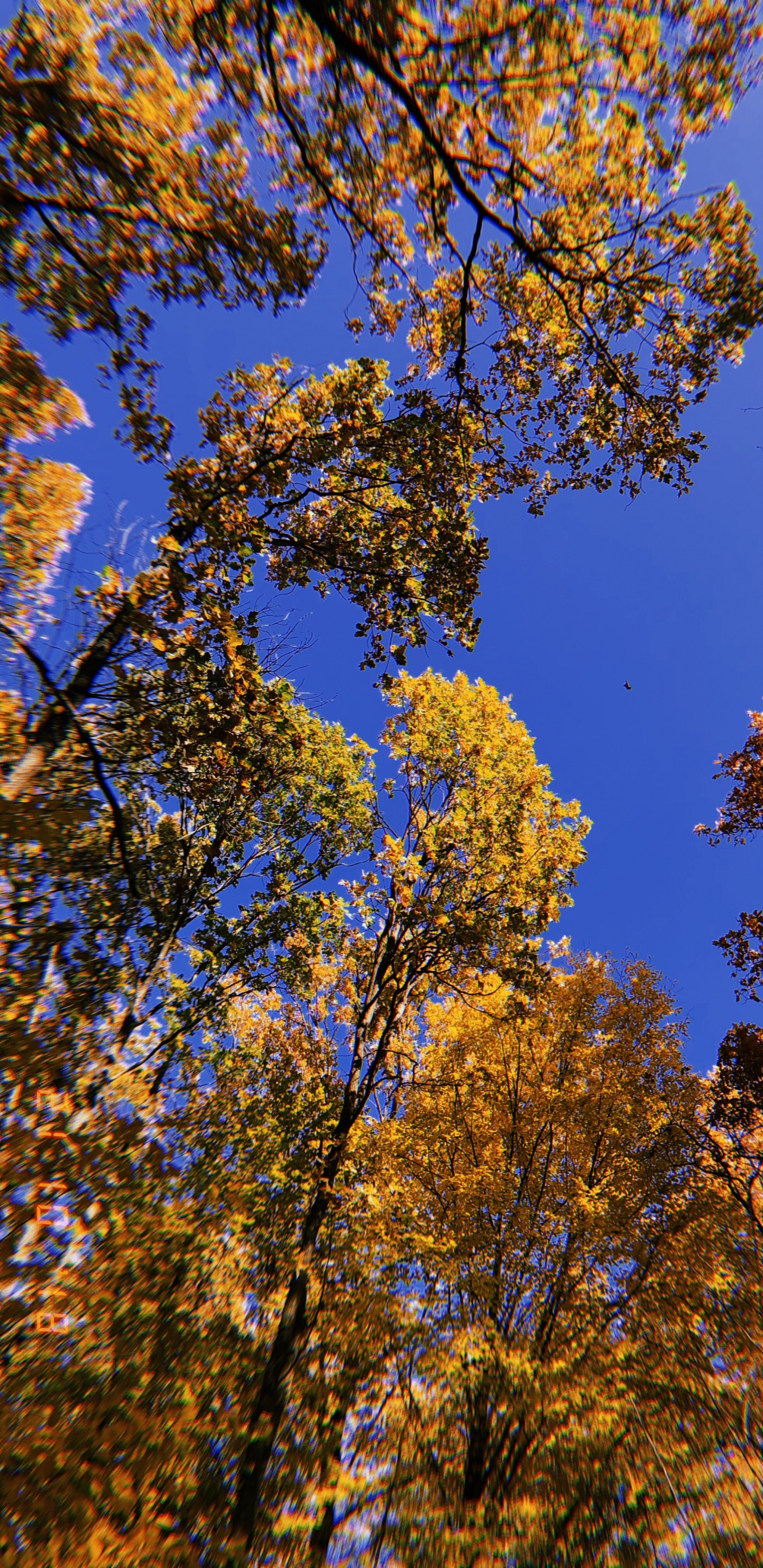 Обои ветвь, природа, желтый, прут, листопадные в разрешении 1440x2960