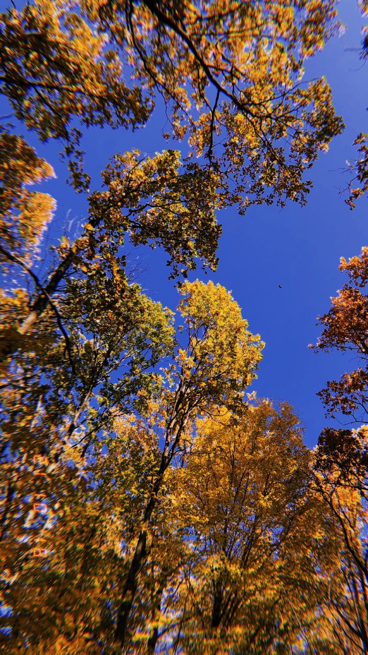 Обои ветвь, природа, желтый, прут, листопадные в разрешении 720x1280