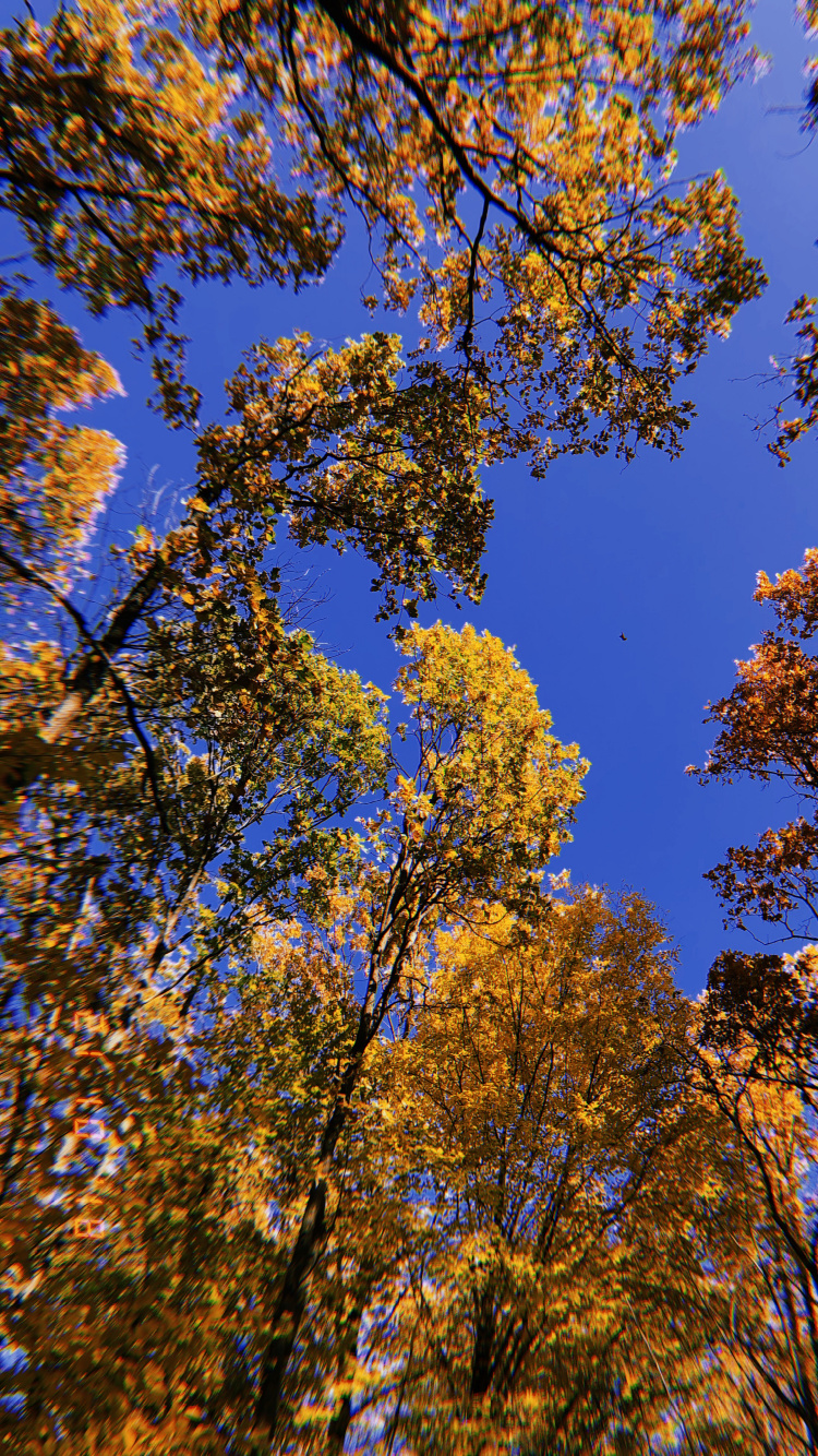 Обои ветвь, природа, желтый, прут, листопадные в разрешении 750x1334