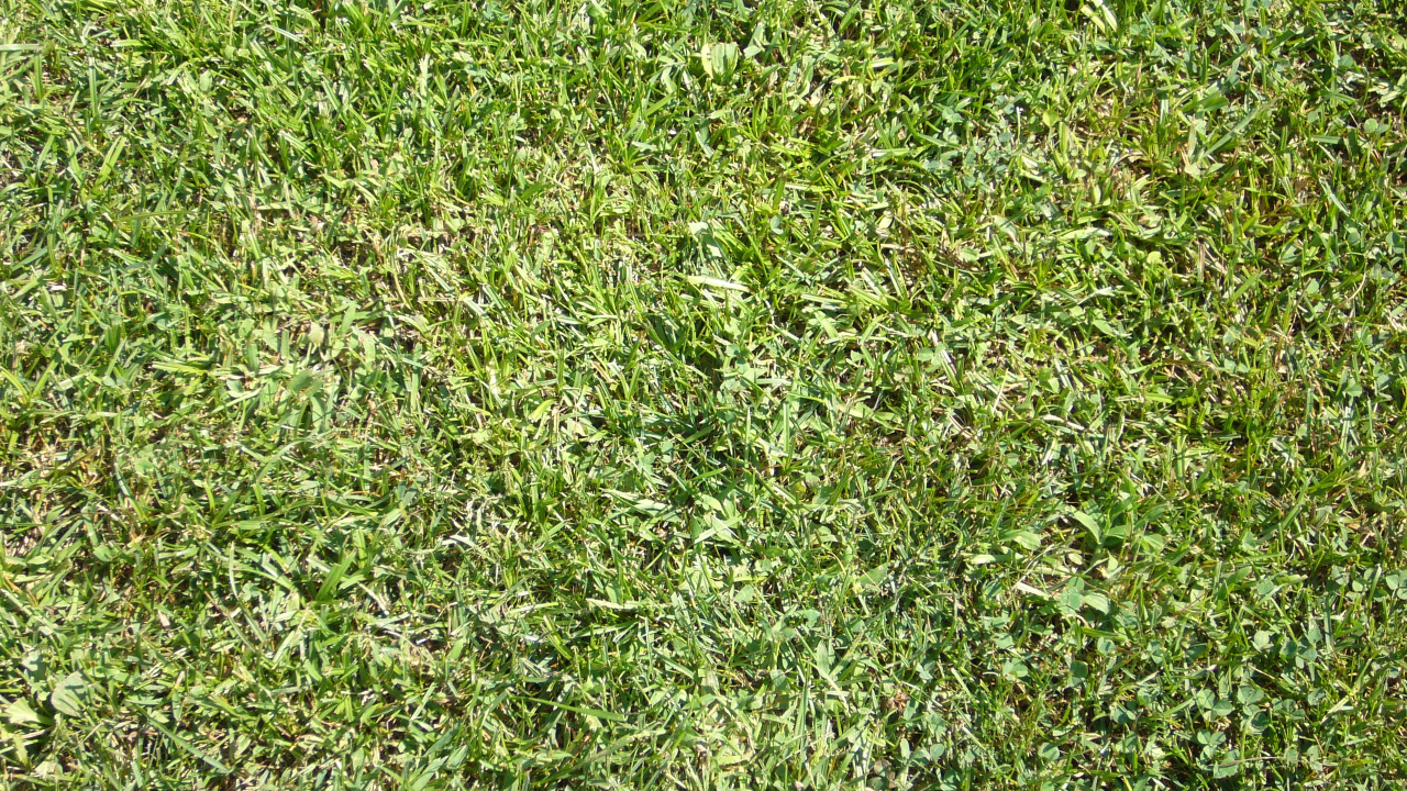 Обои газон, наложение текстуры, растение, почвопокровная, семейство травы в разрешении 1280x720