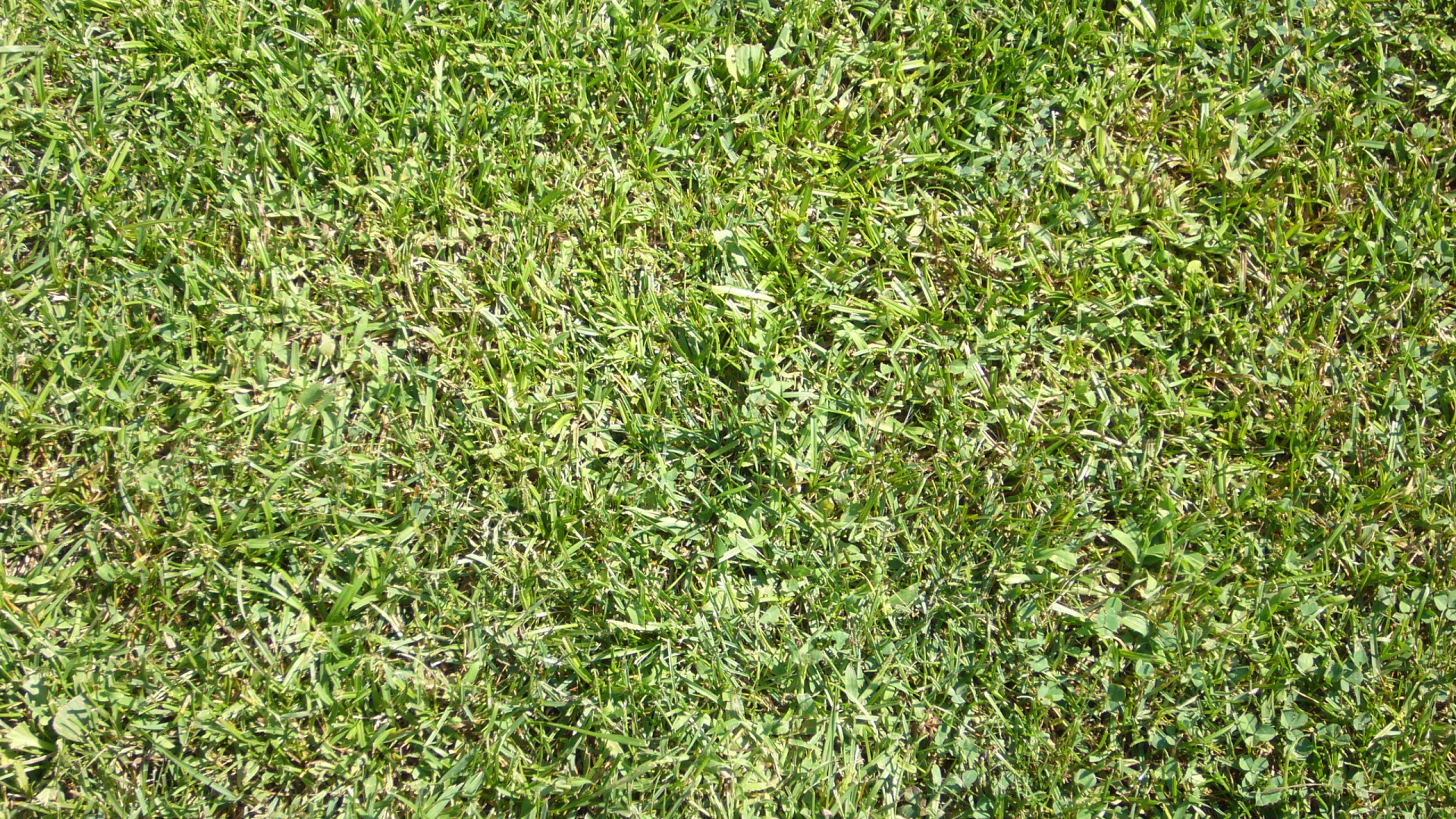 Обои газон, наложение текстуры, растение, почвопокровная, семейство травы в разрешении 1920x1080