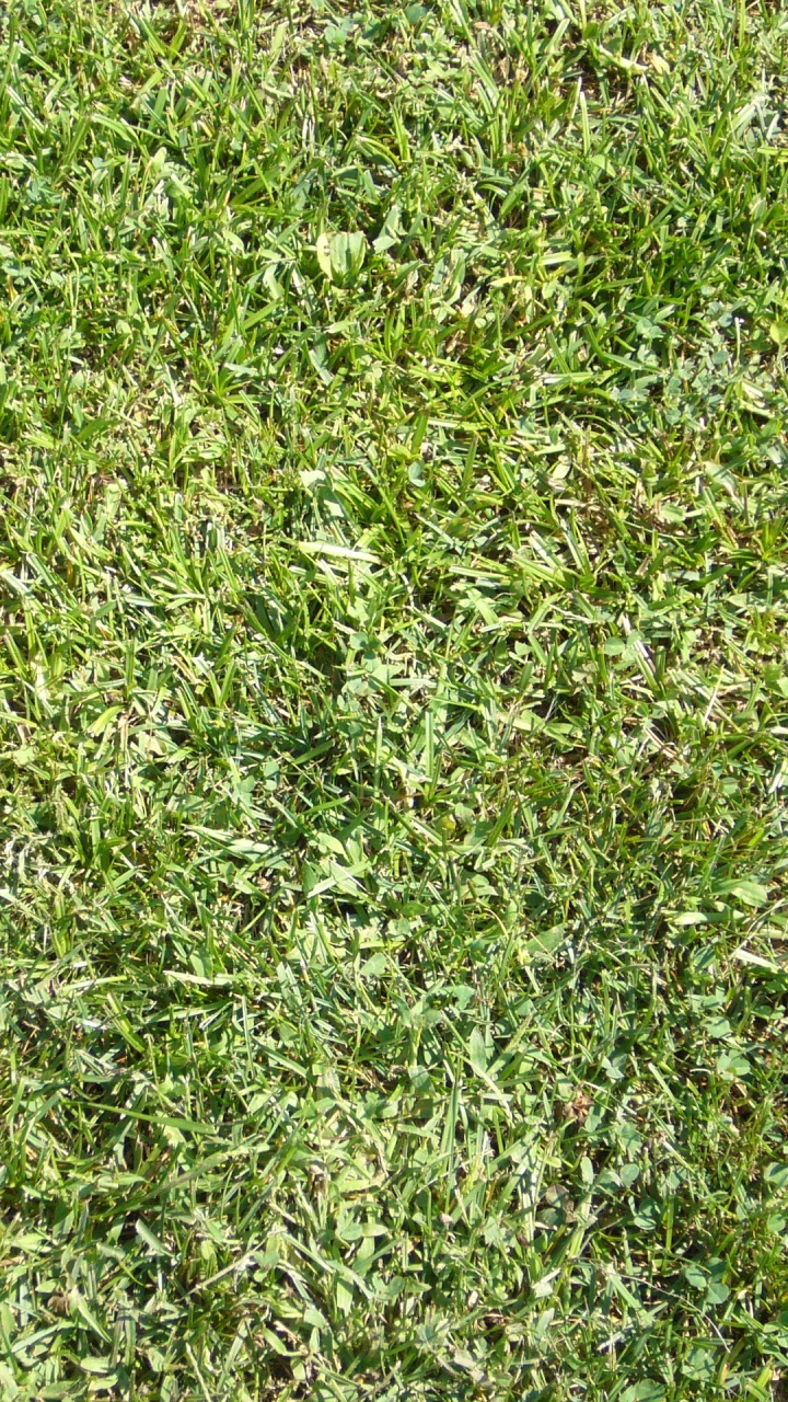 Обои газон, наложение текстуры, растение, почвопокровная, семейство травы в разрешении 720x1280