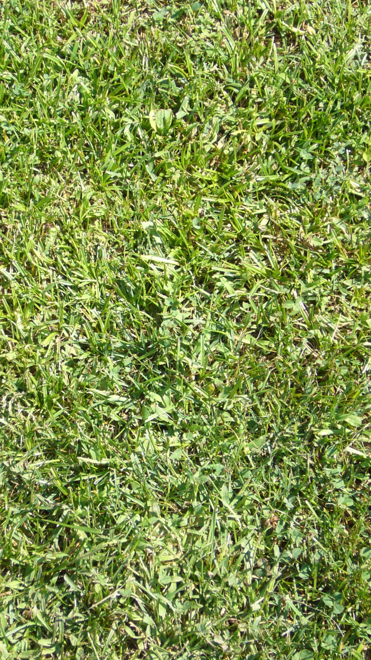 Обои газон, наложение текстуры, растение, почвопокровная, семейство травы в разрешении 750x1334