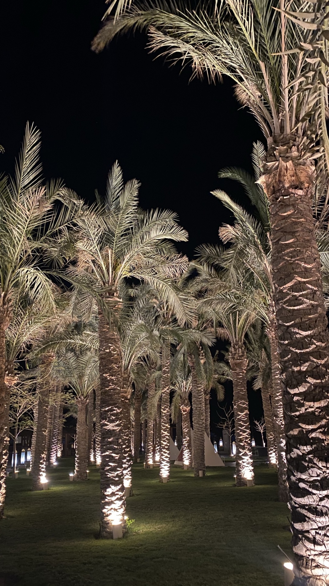 Обои пальмовые рощи, финиковая пальма, ландшафтное освещение, древесные растения, растение в разрешении 1080x1920