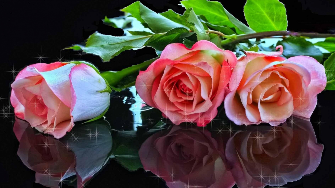 Обои Роза, цветковое растение, сад роз, розовый, растение в разрешении 1366x768