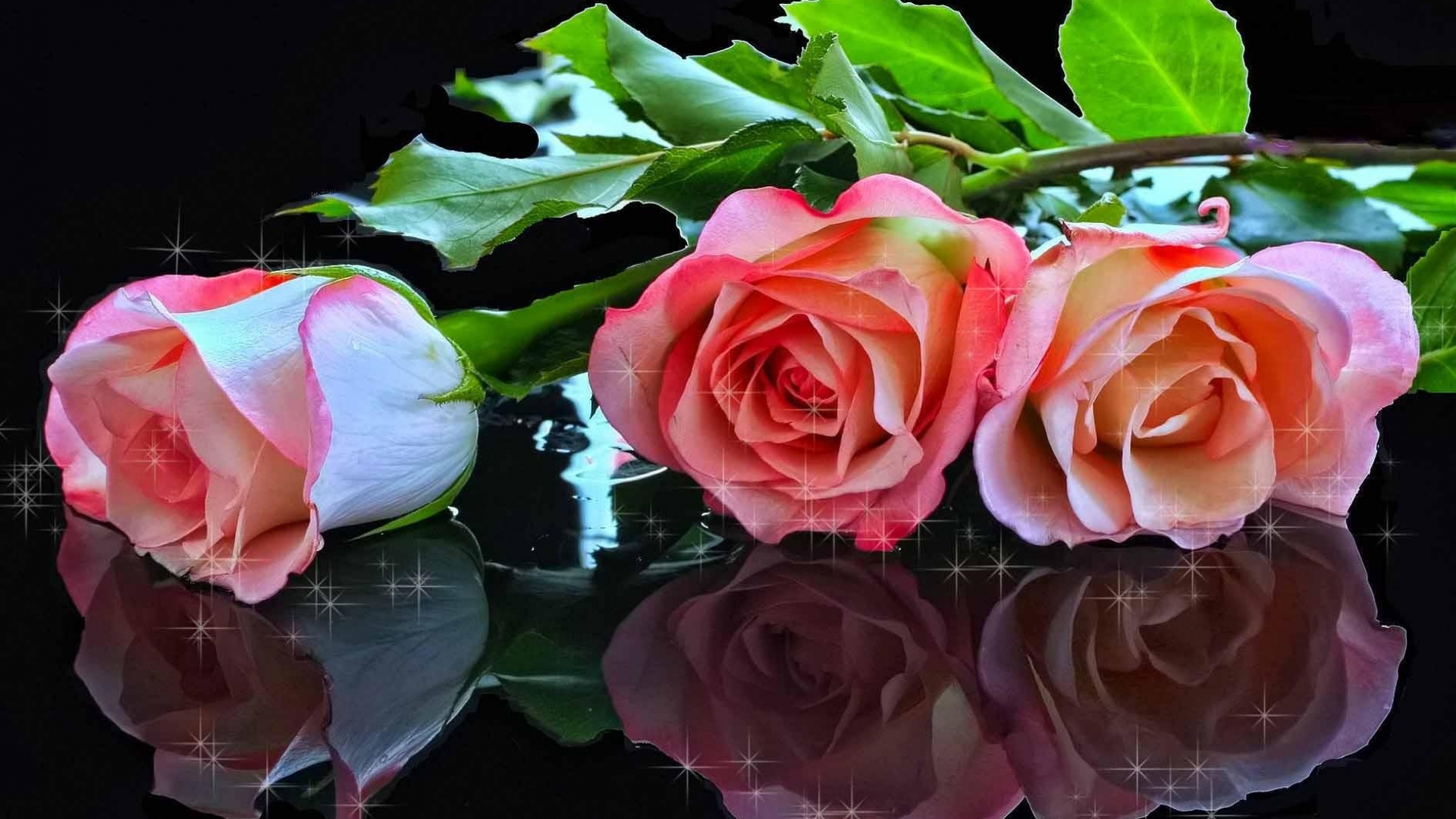 Обои Роза, цветковое растение, сад роз, розовый, растение в разрешении 1920x1080