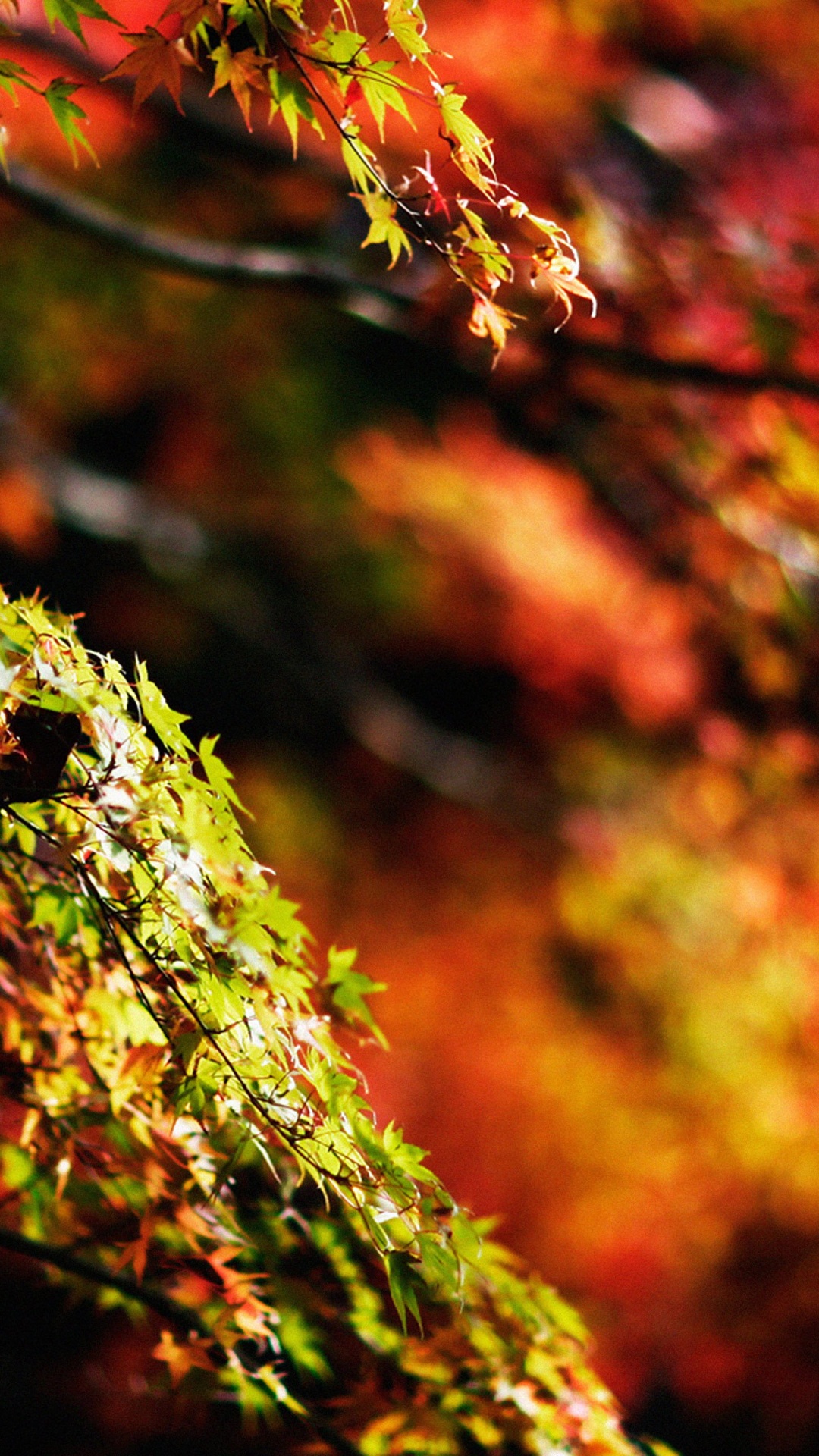 Обои лист, природа, дерево, осень, растительность в разрешении 1080x1920