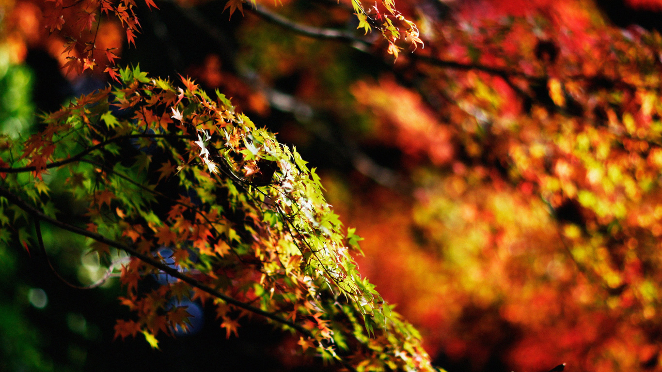 Обои лист, природа, дерево, осень, растительность в разрешении 1366x768