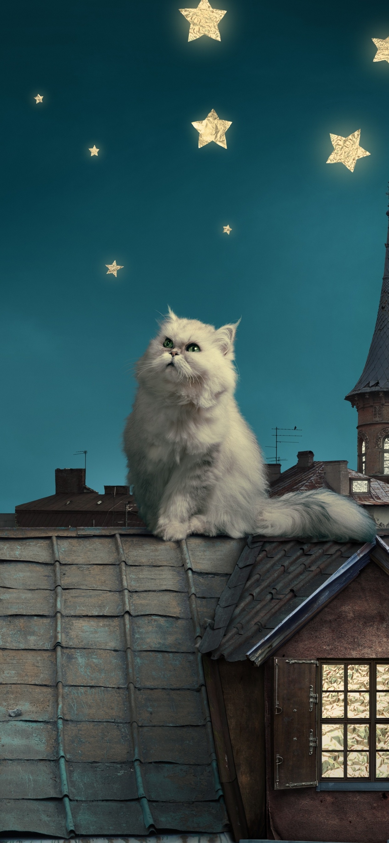 Обои персидская кошка, котенок, белый кот, луна, облако в разрешении 1242x2688