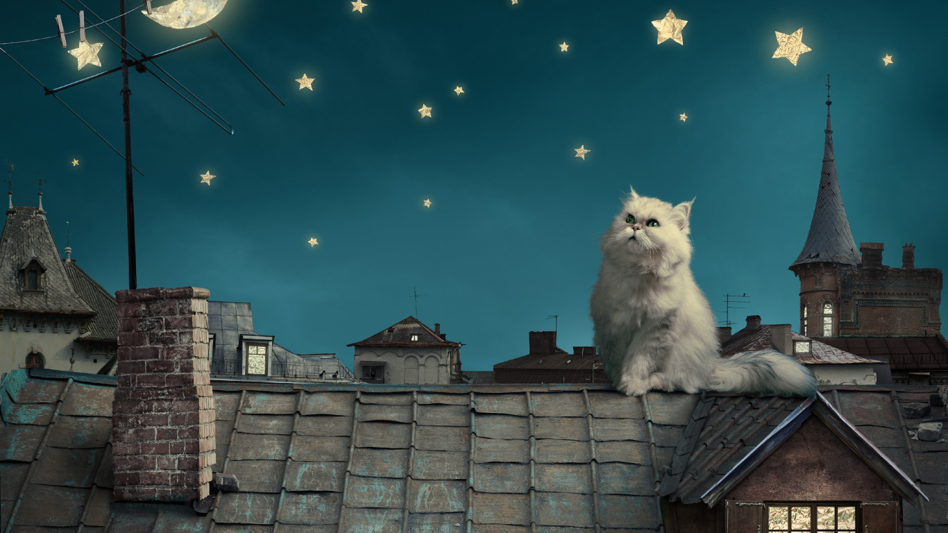 Обои персидская кошка, котенок, белый кот, луна, облако в разрешении 1366x768