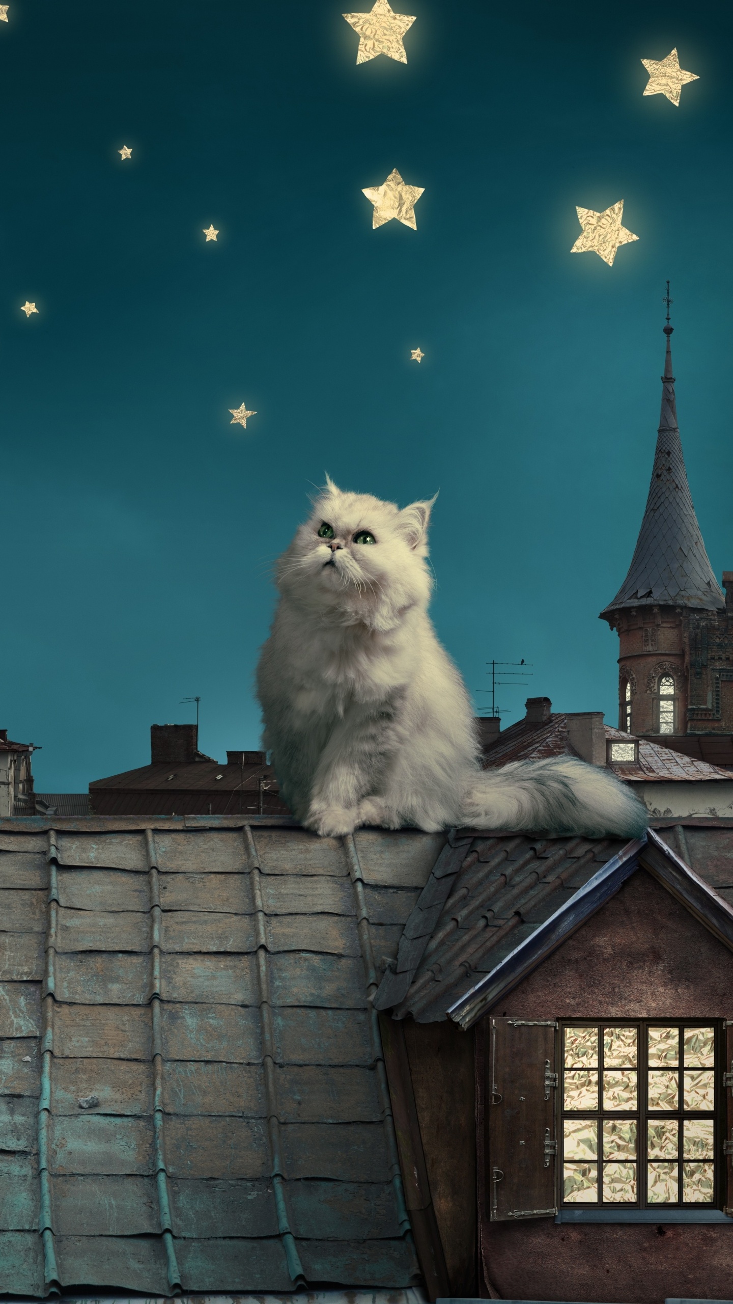 Обои персидская кошка, котенок, белый кот, луна, облако в разрешении 1440x2560