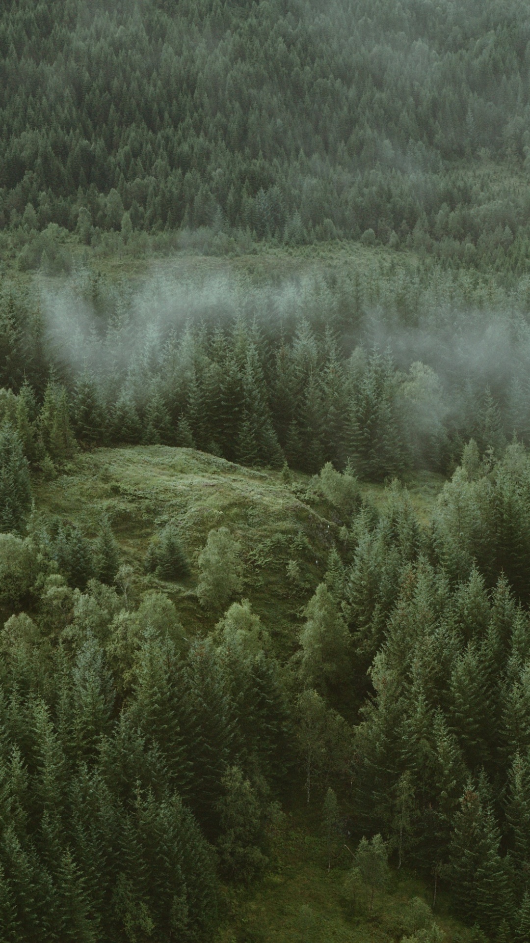 Обои дерево, природа, растительность, окружающая среда, зеленый в разрешении 1080x1920