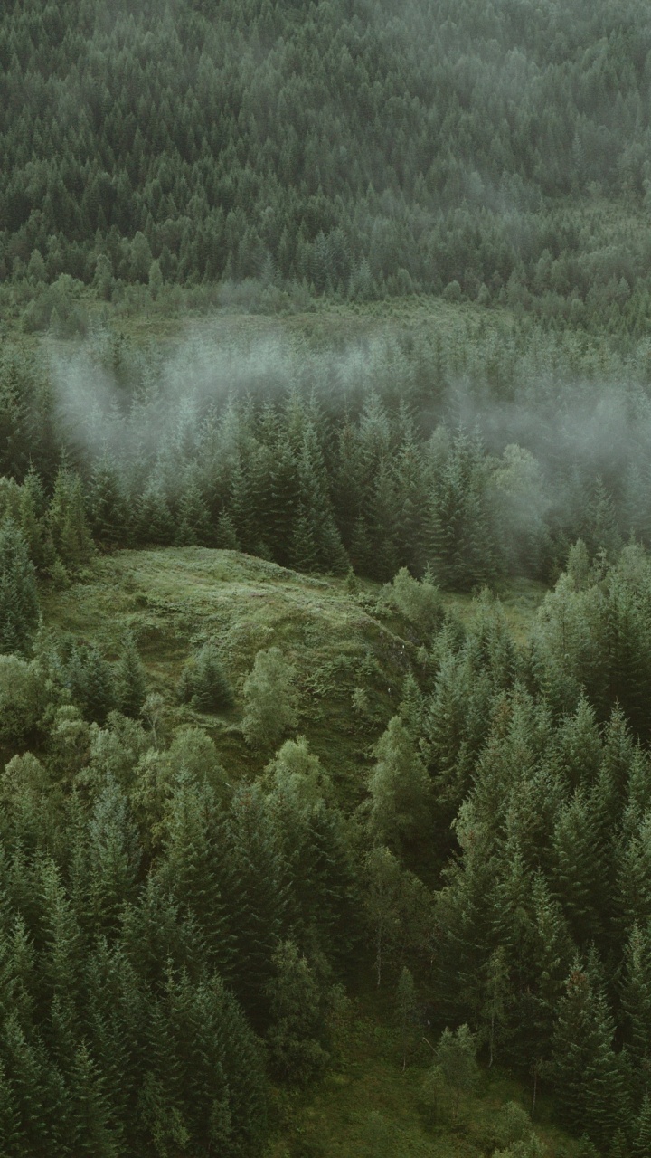 Обои дерево, природа, растительность, окружающая среда, зеленый в разрешении 720x1280