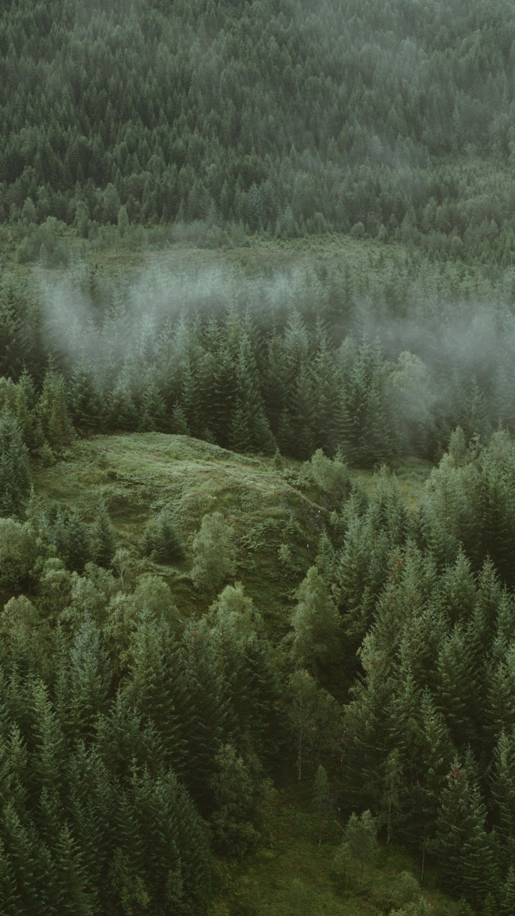 Обои дерево, природа, растительность, окружающая среда, зеленый в разрешении 750x1334