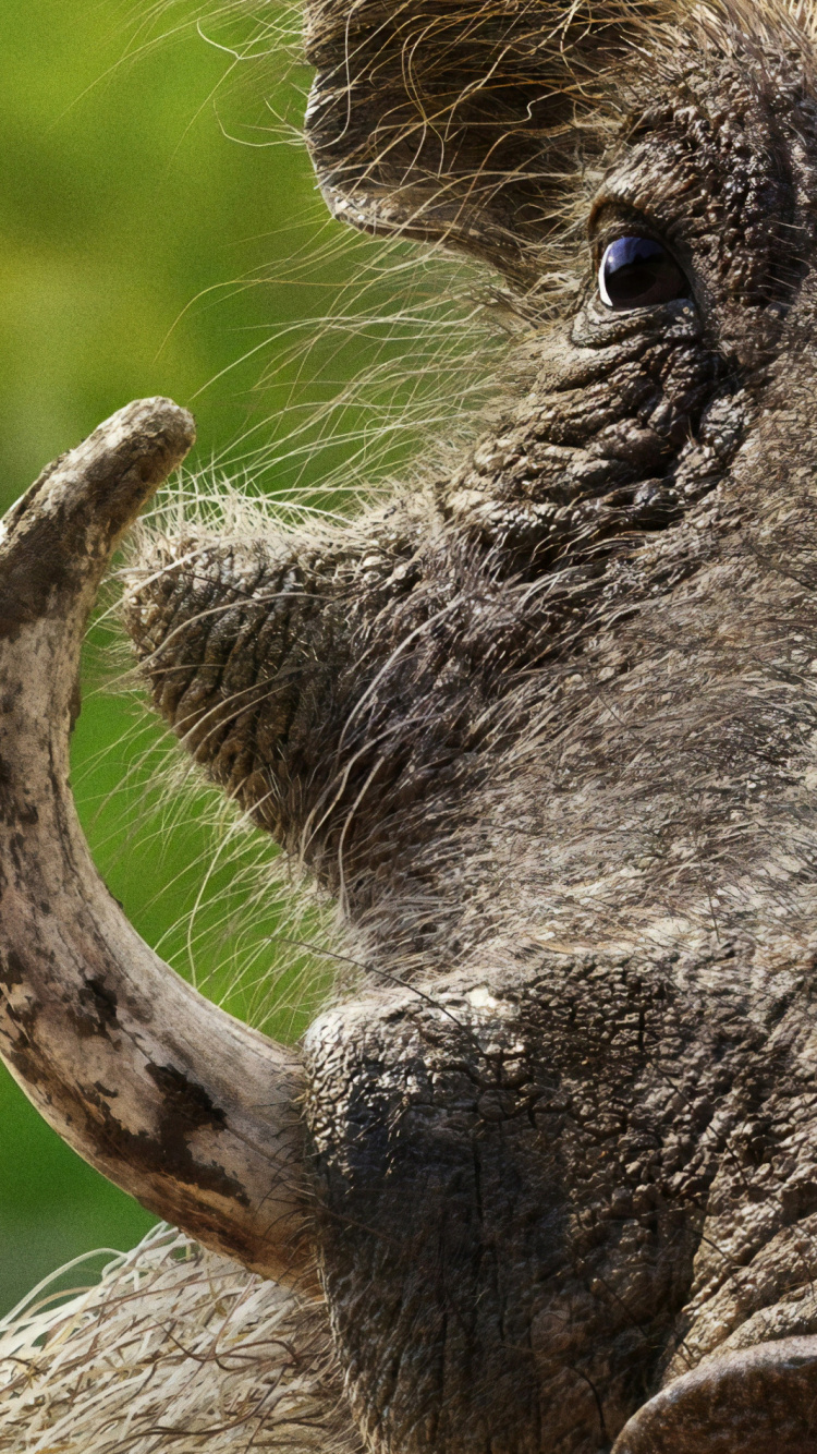 Обои Пумба, Симба, налы, Зазу, бородавочник в разрешении 750x1334