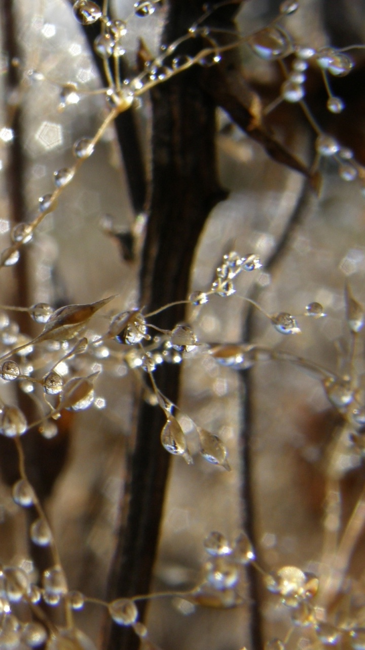 Обои роса, вода, ветвь, прут, дерево в разрешении 720x1280