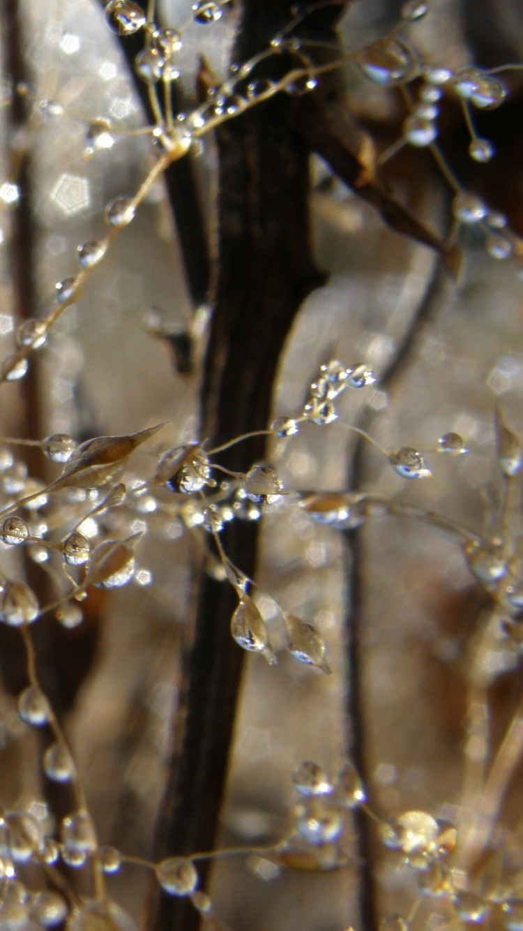 Обои роса, вода, ветвь, прут, дерево в разрешении 750x1334