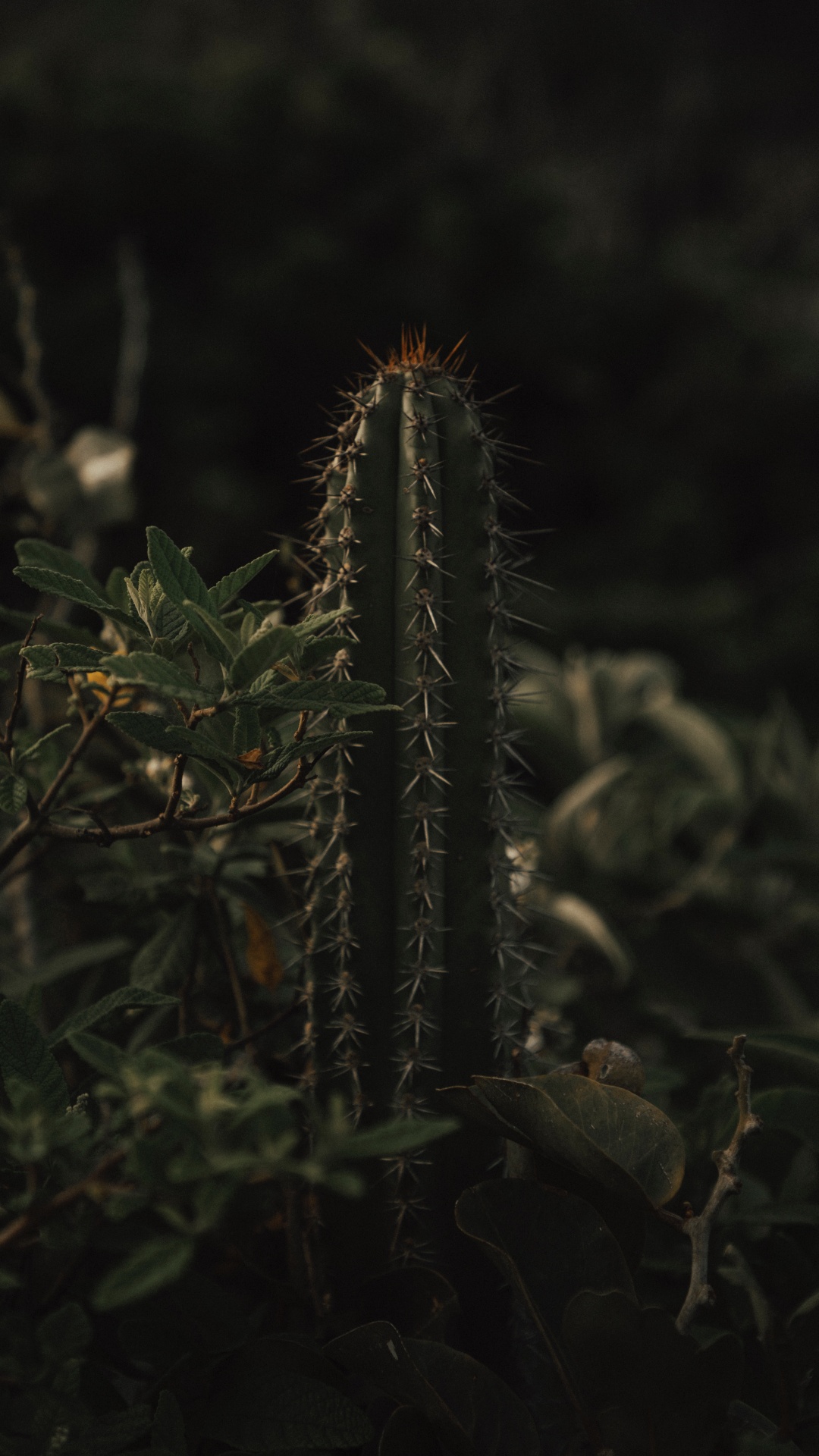 Обои кактус, рассада, растительность, наземное растение, растение в разрешении 1080x1920