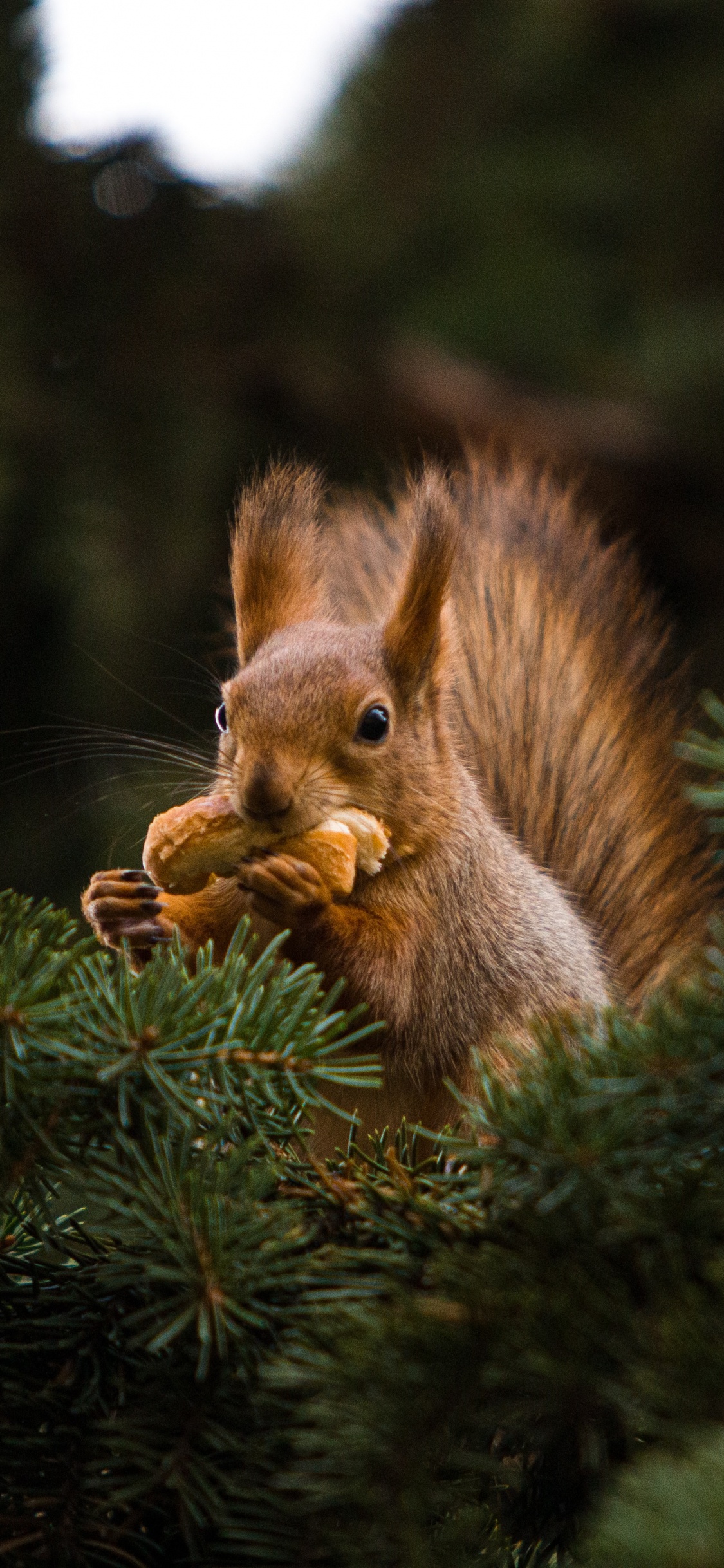 Обои сосна, ель, белочки на дереве, растение, лиственница в разрешении 1125x2436